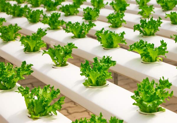 commercial hydroponics